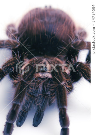 Tarantula the spider Tarantula the spider 34754594