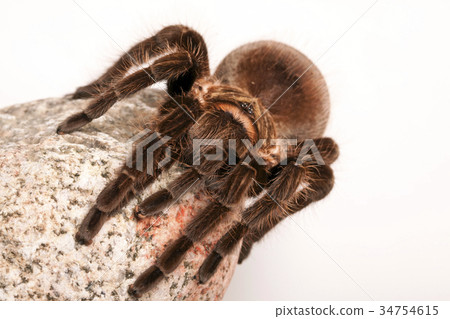 Tarantula the spider Tarantula the spider 34754615