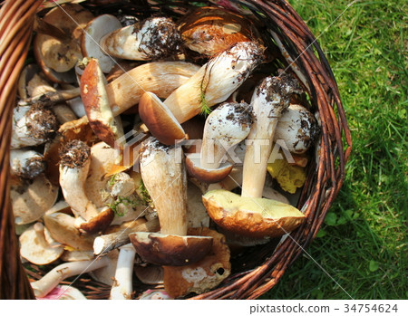 Basket full of fresh boletus mushrooms in forest Basket full of fresh boletus mushrooms in forest 34754624