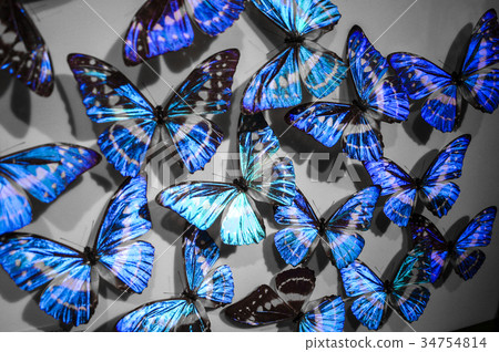 藍蝶 琉璃 蝴蝶 昆蟲 標本 34754814