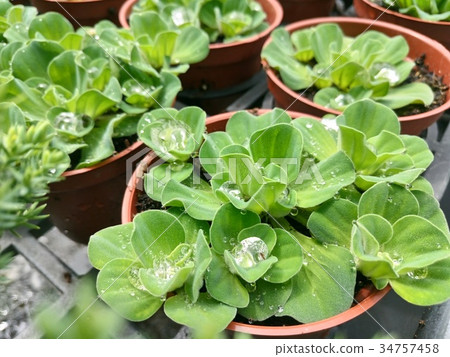 多汁植物 34757458