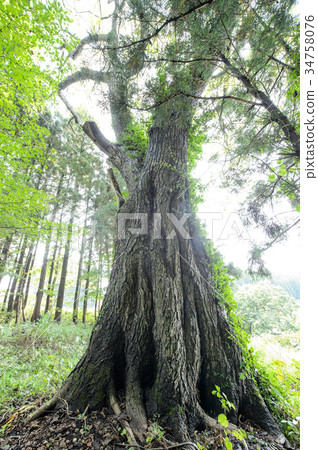Walnut tree Yamagata Prefecture 34758076