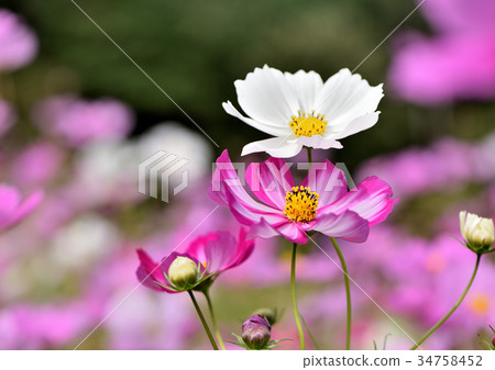 Cosmos flowers 34758452
