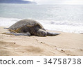 Hawaii (Hawaii) · Turtle 01 34758738