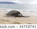 Hawaii (Hawaii) · Turtle 02 34758741