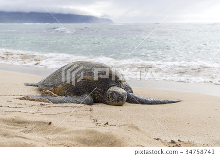 Hawaii (Hawaii) · Turtle 02 34758741