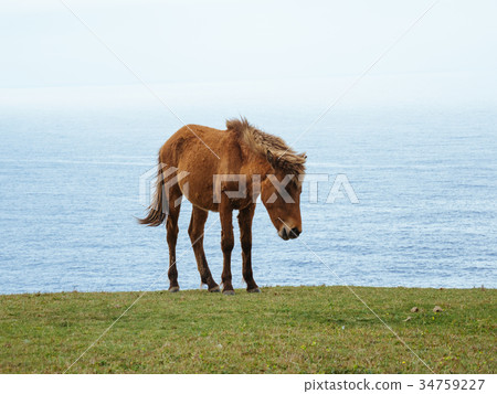 Yonaguni horse Yonaguni horse 34759227