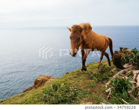 Yonaguni horse 34759228