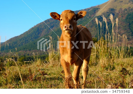 秋天阿蘇,Setohon高原小牛(紅牛) 秋天阿蘇,Setohon高原小牛(紅牛) 34759348