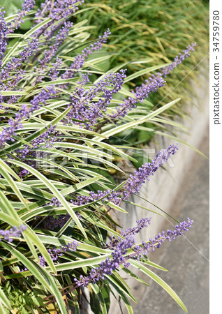 Raven Yabran 34759780