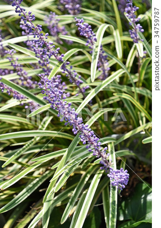 Raven Yabran 34759787