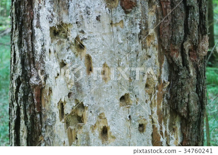 A close up of a pine trunk, eaten by bark beetles A close up of a pine trunk, eaten by bark beetles 34760241