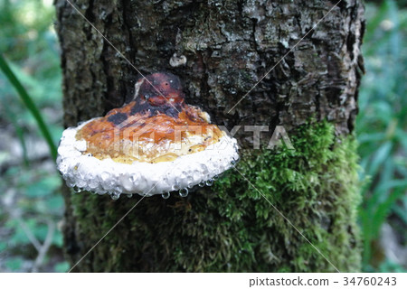 Green forest background with orange mashroom Green forest background with orange mashroom 34760243
