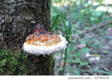 Green forest background with orange mashroom  34760244