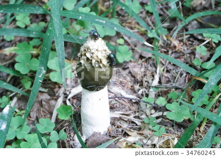 Common stinkhorn (Phallus impudicus), and flies  34760245