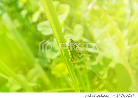 Big green grasshopper sitting on a blade of grass Big green grasshopper sitting on a blade of grass 34760254