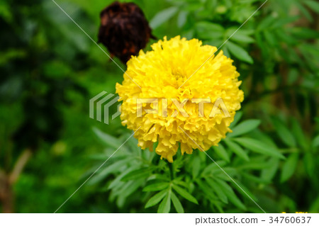 Close up marigold flower in Thailand 34760637