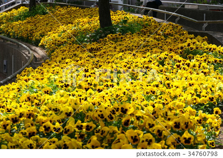 三色堇綻放 34760798