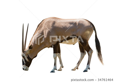 male gemsbok antilope isolated white background male gemsbok antilope isolated white background 34761464