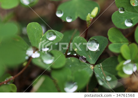 Clover and raindrops 34761568