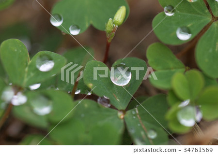 Clover and raindrops 34761569