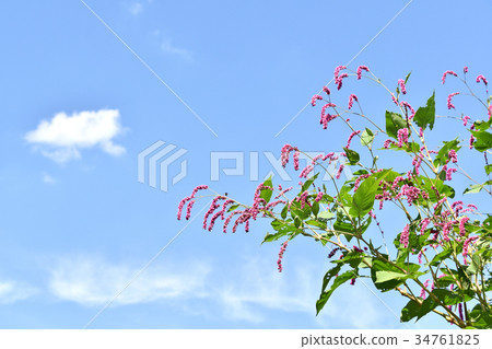 Ooketade（大發tate） 34761825