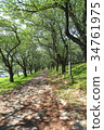 Tree trees 34761975