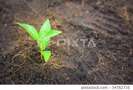 Close up of a young plant sprouting Close up of a young plant sprouting 34762738