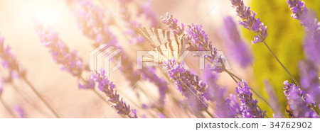 Butterfly at Lavender Bush Butterfly at Lavender Bush 34762902