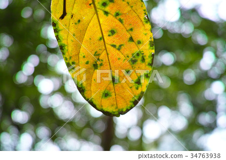 Image of early autumn 34763938