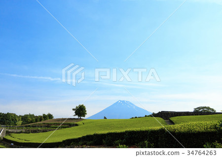 Rural scenery (Shizuoka, tea plantations, summer) 34764263