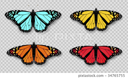 Realistic 3d Monarch butterfly set. Colorful 34765755