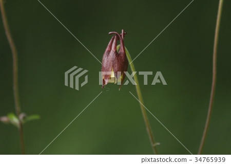 Yamaodamaki 34765939