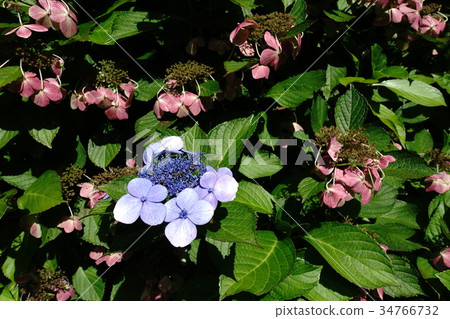 Hydrangea in October 34766732