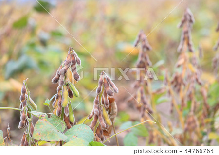 圖庫照片: 黃豆 大豆 植物