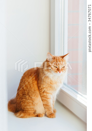 Cute ginger cat siting on window sill Cute ginger cat siting on window sill 34767071