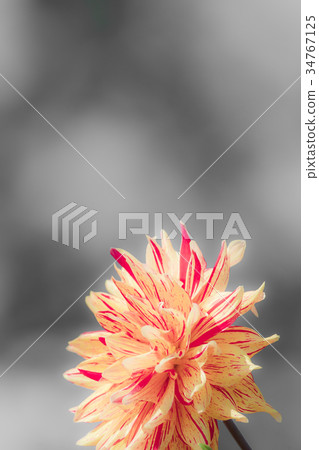 Dahlia flower Dahlia flower 34767125