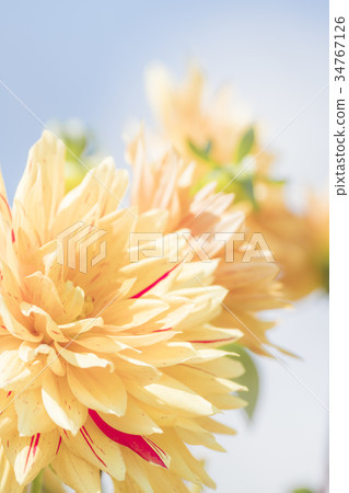Dahlia flower 34767126