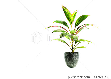 green potted plant, trees in the pot isolated 34769142