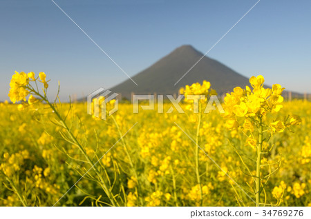 Kaimondake in a yellow carpet 34769276