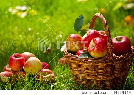 Red Apples with Wicket Basket in the Grass 34769349