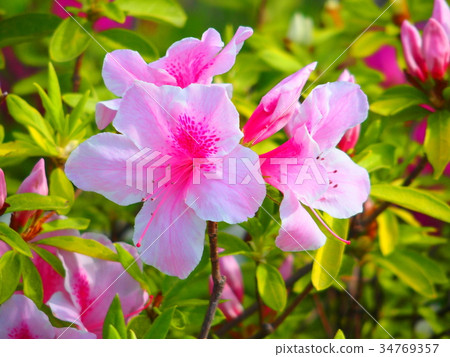 Azalea flower (005) Azalea flower (005) 34769357