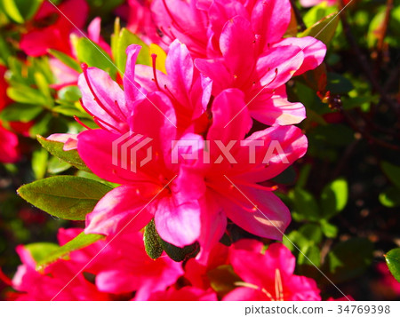 Azalea (013) Azalea (013) 34769398