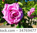 Rose image (054) 34769477