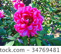 Rose image (056) 34769481
