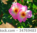 Rose image (057) 34769483