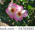 Rose image (058) 34769485