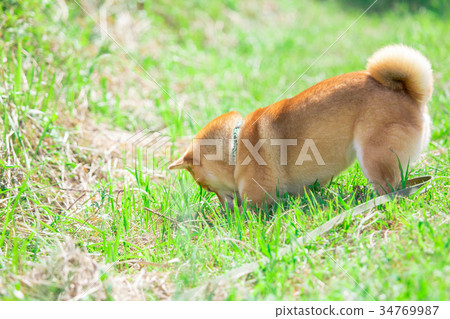 Shiba Inu dogs on green background Domestic dogs Japanese dogs General dogs Walk Play Shiba Inu dogs on green background Domestic dogs Japanese dogs General dogs Walk Play 34769987