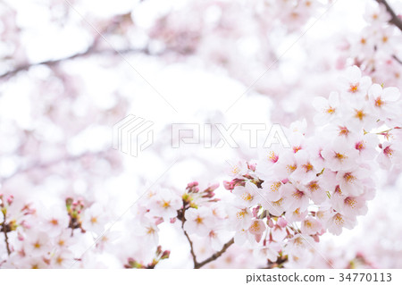 櫻花圖像素材Yoshi Yoshino Somei Yoshino Somei Yoshino Sakura特寫鏡頭特寫複製空間 34770113