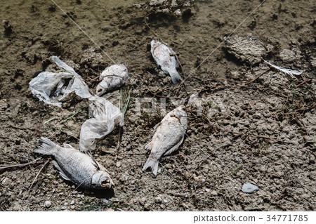Dead fish on the pond. Dead fish on the pond. 34771785
